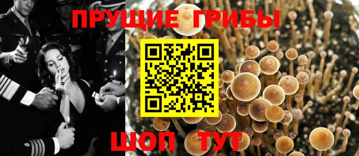 Галлюциногенные грибы Cubensis  Вход с VPN  Бор 