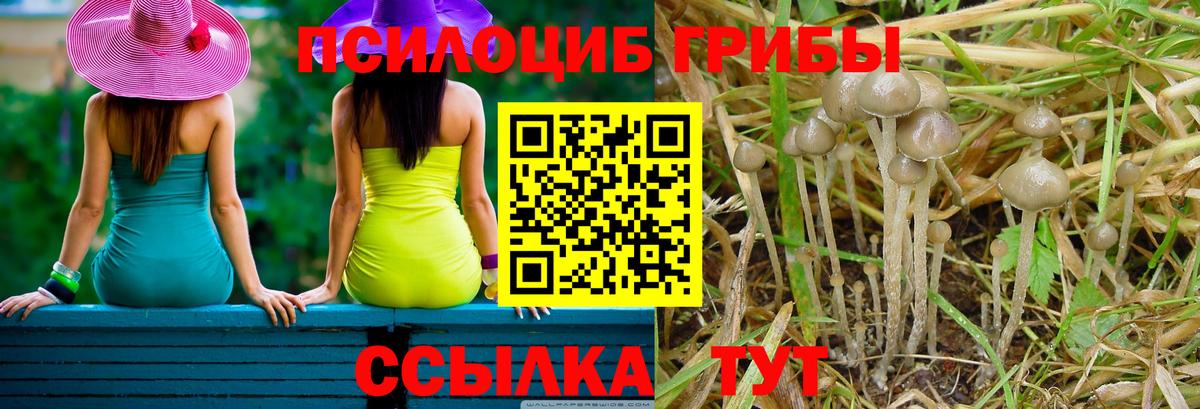 Галлюциногенные грибы Psilocybe Бор